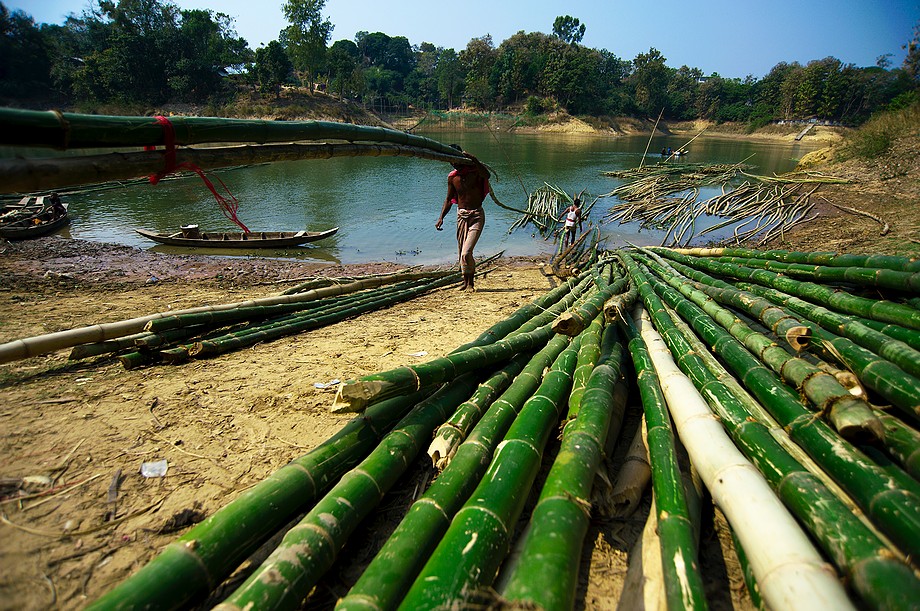 Mężczyzna przenosi bambusowe drzewa (Chittagong Hill Tracts)